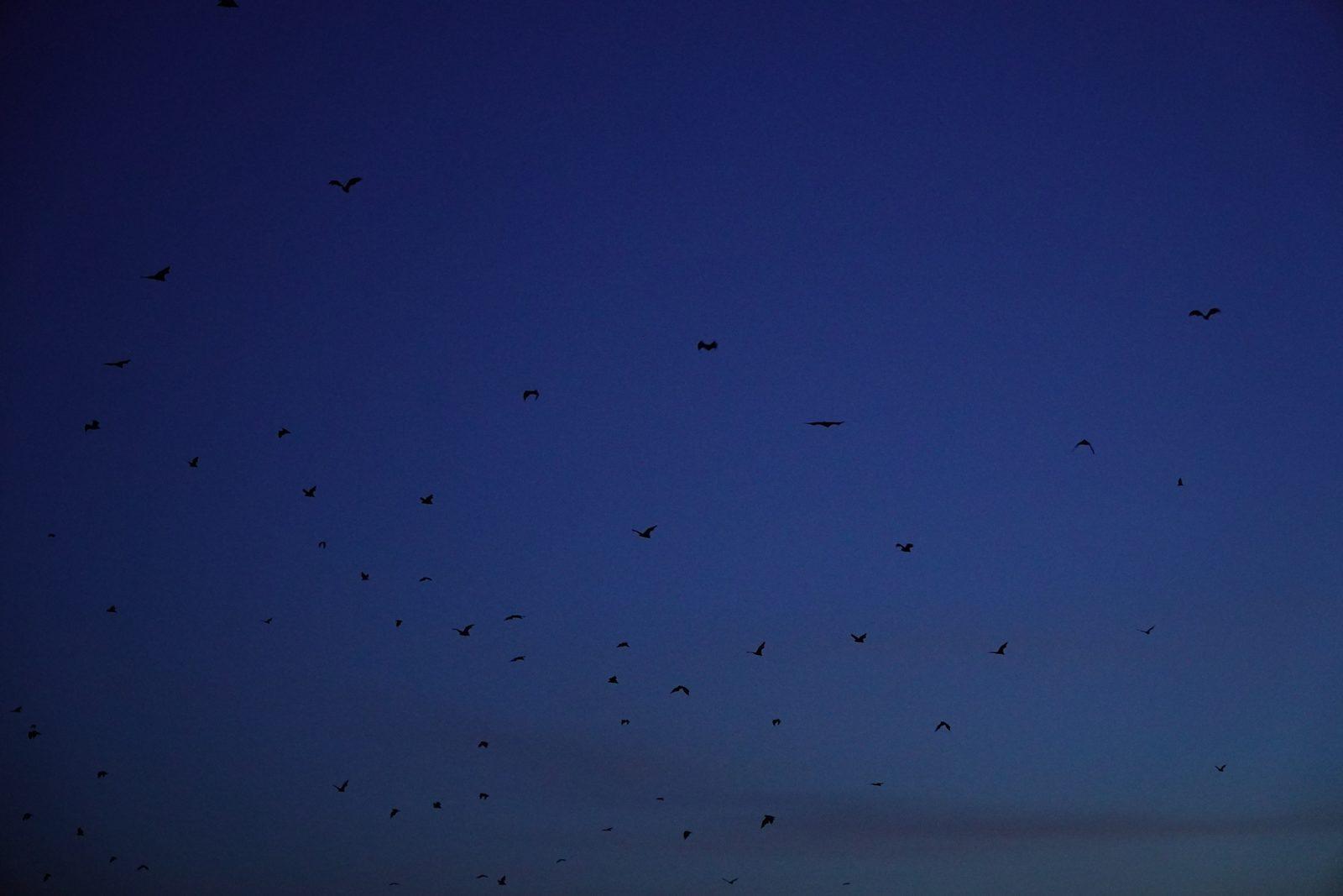 Kalong – many bats flying at dusk (Real photo from a KEXI trip)
