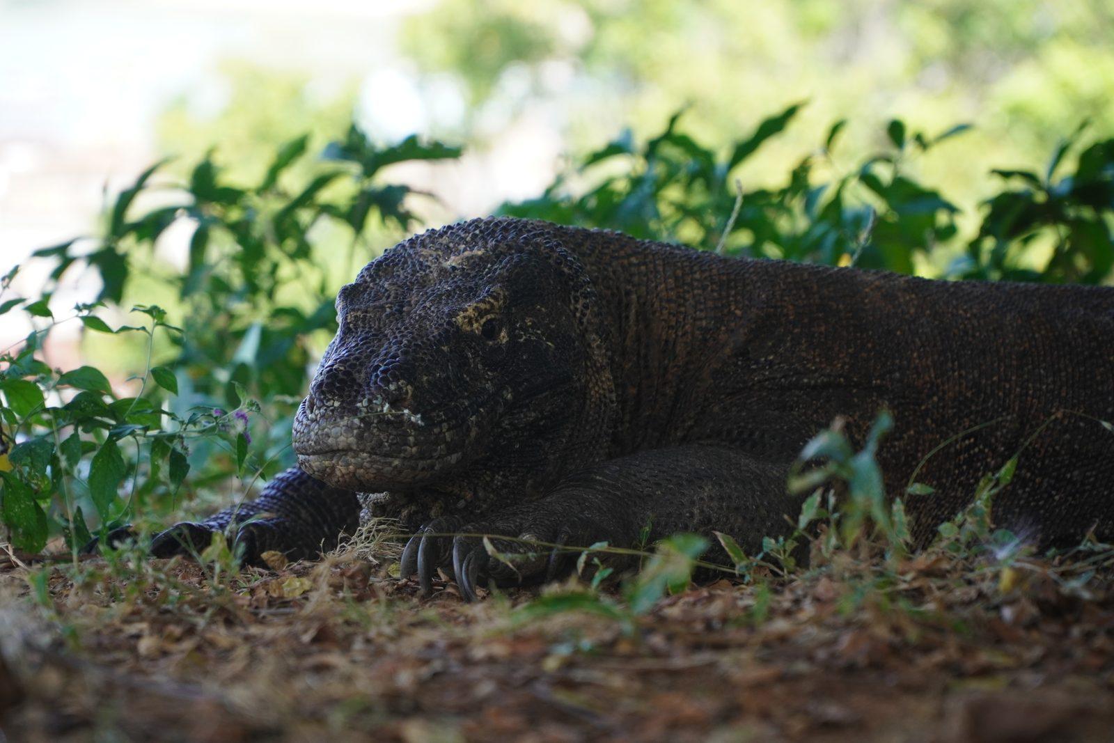 Vinca Deluxe Phinisi – Komodo Island dragon trek: what a ranger walk is, and what it is not