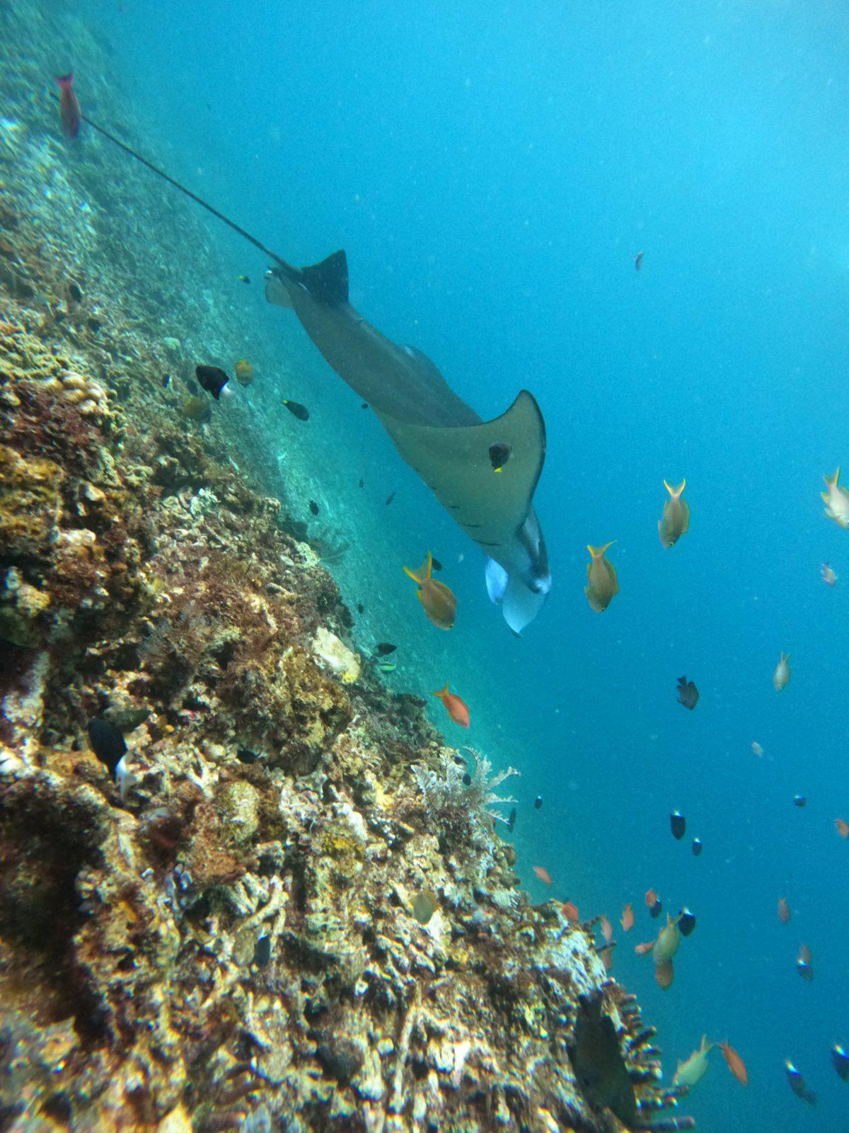 Manta Point – manta ray over reef with fish (Real photo from a KEXI trip)
