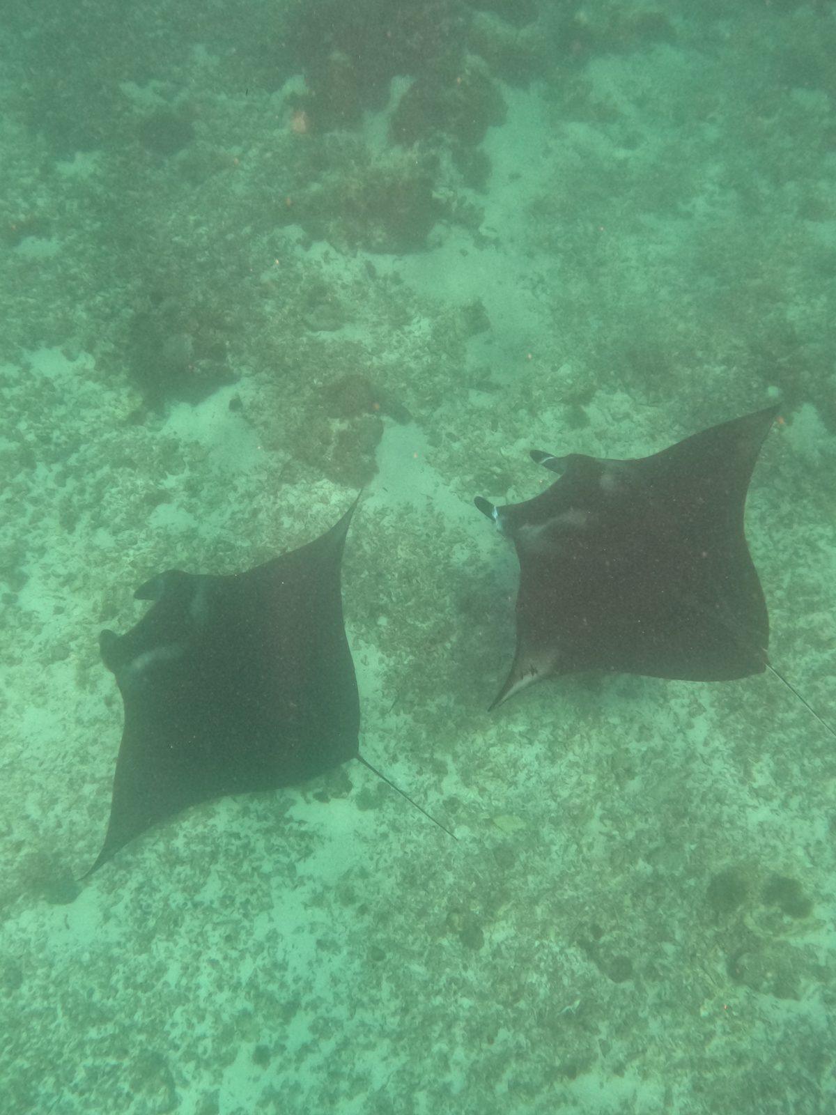 Manta Point – Two mantas over sandy reef, overhead (Real photo from a KEXI trip)