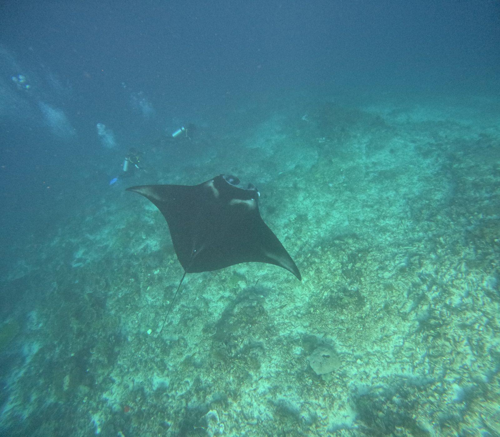 Manta Point – manta ray gliding over reef floor (Real photo from a KEXI trip)